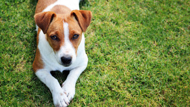 Hund auf einer Wiese